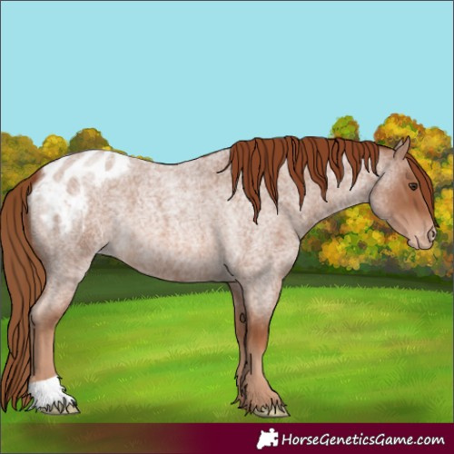 Horse Color:Red Roan Appaloosa 