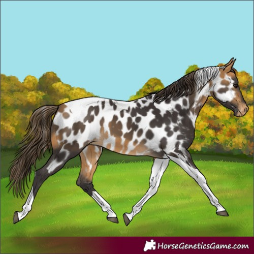 Horse Color:Buckskin Tobiano Near Leopard 
