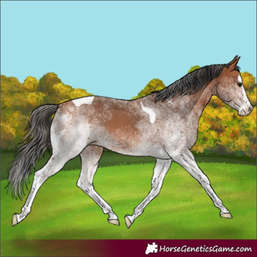 Horse Color:White Spotted Bay Splash Tobiano