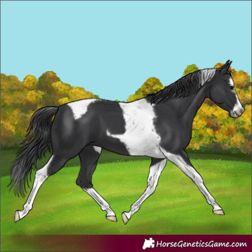 Horse Color:Black Splash Tobiano Frame 