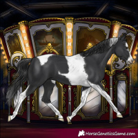 Horse Color:Black Splash Tobiano Frame 