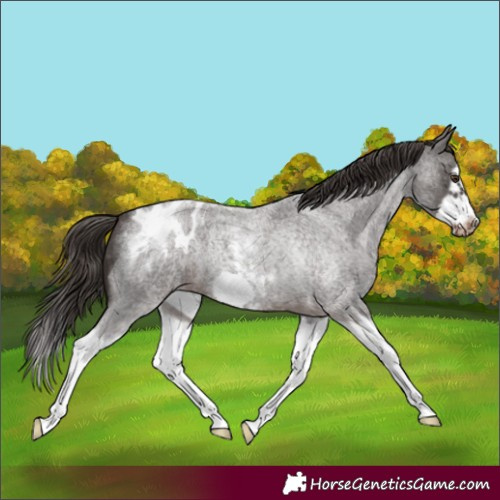 Horse Color:Liver Red Roan Sabino Splash Frame Appaloosa