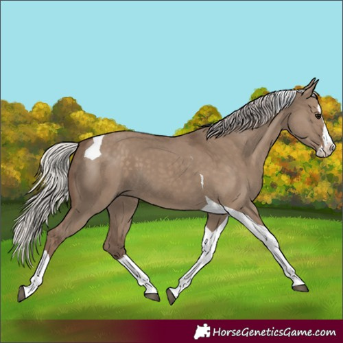 Horse Color:Silver Grullo Splash Tobiano