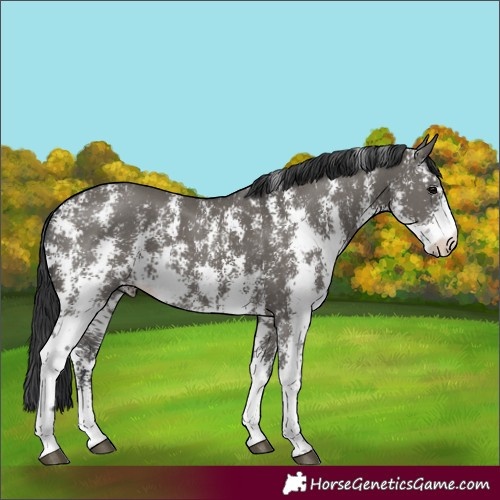 Horse Color:Grullo Sabino Rabicano 