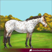 Horse Color:Buckskin Near Leopard