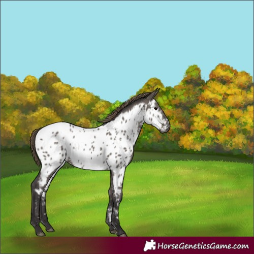 Horse Color:Smoky Grullo Appaloosa Rabicano 