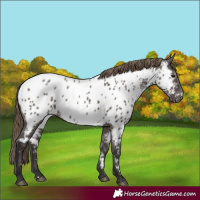 Horse Color:Smoky Grullo Near Leopard Rabicano 