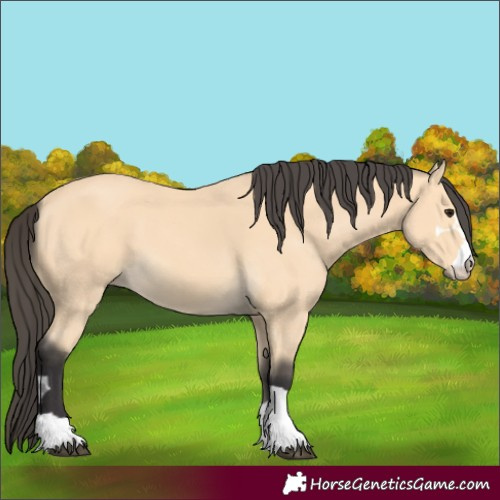 Horse Color:Buckskin