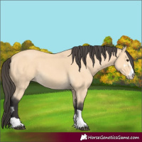 Horse Color:Buckskin 
