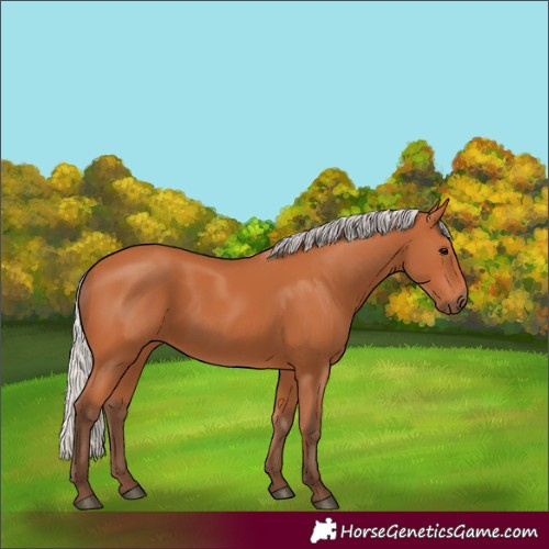 Horse Color:Silver Bay 