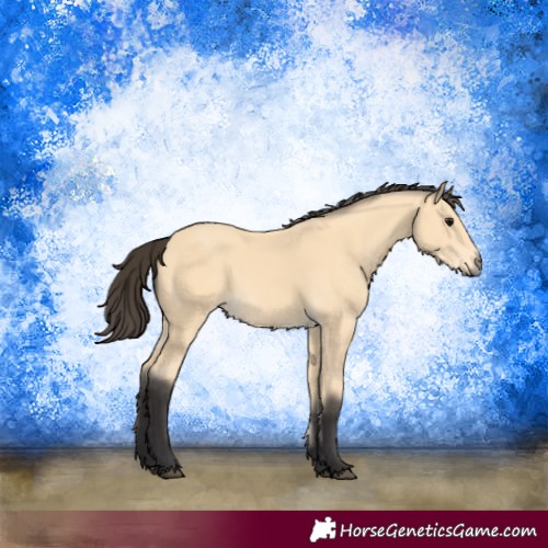 Horse Color:Buckskin 
