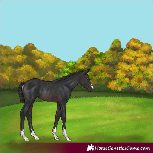 Horse Color:Brown Rabicano 