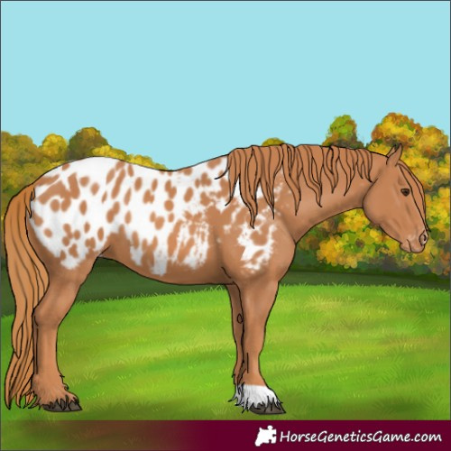 Horse Color:Chestnut Appaloosa 