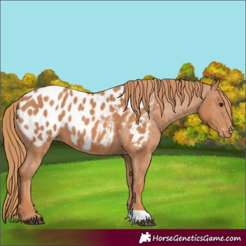 Horse Color:Chestnut Blanket 