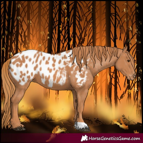 Horse Color:Chestnut Blanket 