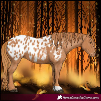 Horse Color:Chestnut Blanket