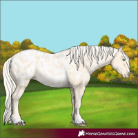 Horse Color:Palomino Pearl Blanket 