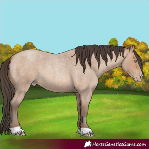 Horse Color:Amber Champagne Roan