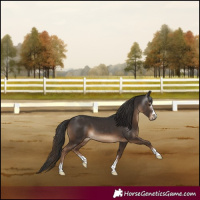 Horse Color:Gray Liver Chestnut