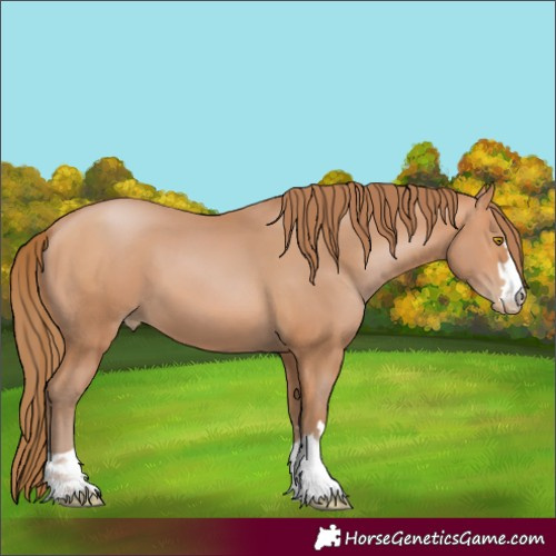 Horse Color:Bay Pearl