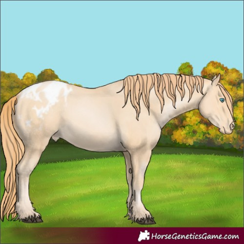 Horse Color:Buckskin Pearl Appaloosa