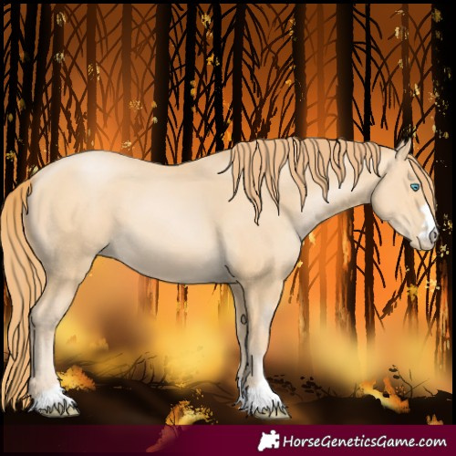 Horse Color:Buckskin Pearl