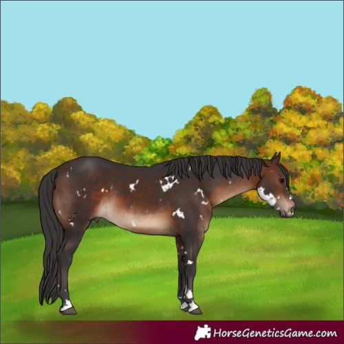 Horse Color:Unknown 