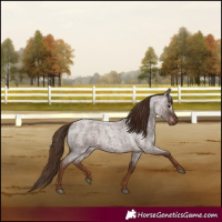Horse Color:Gray Red Roan