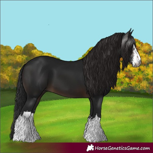 Horse Color:Gray White Spotted Brown 