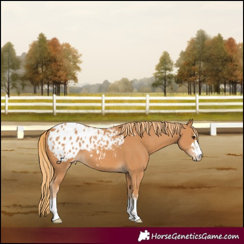 Horse Color:Chestnut Appaloosa 