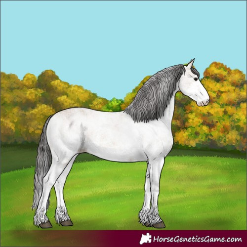 Horse Color:White Spotted Brown Dun 