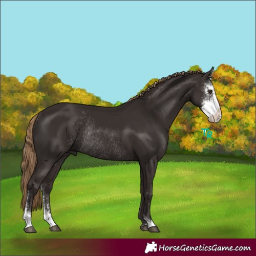 Horse Color:Liver Chestnut Sabino Rabicano 