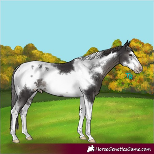 Horse Color:Smoky Black Sabino Tobiano Frame Appaloosa