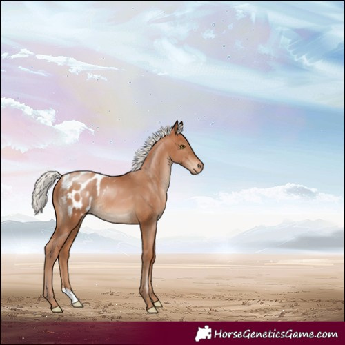 Horse Color:Silver Brown Pearl Appaloosa 