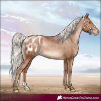 Horse Color:Silver Brown Pearl Blanket 