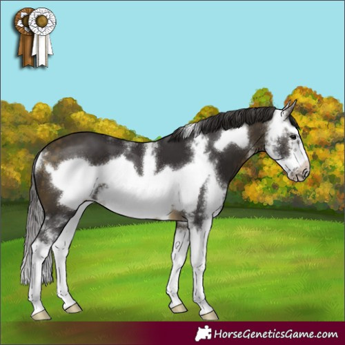 Horse Color:Buckskin Sabino Splash Frame
