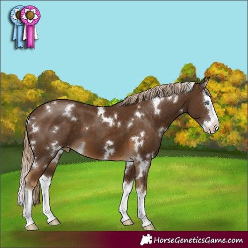 Horse Color:White Spotted Chocolate Palomino Splash Appaloosa 