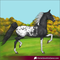 Horse Color:Black Tobiano Appaloosa Rabicano