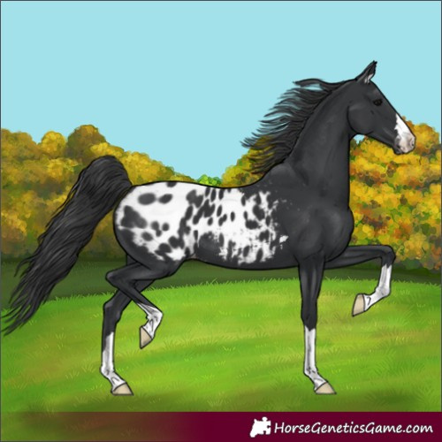 Horse Color:Black Appaloosa 