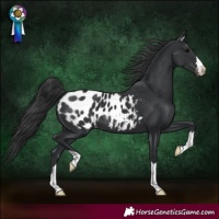 Horse Color:Black Blanket