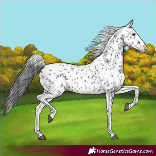 Horse Color:Black Leopard
