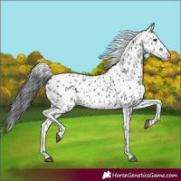 Horse Color:Black Leopard 
