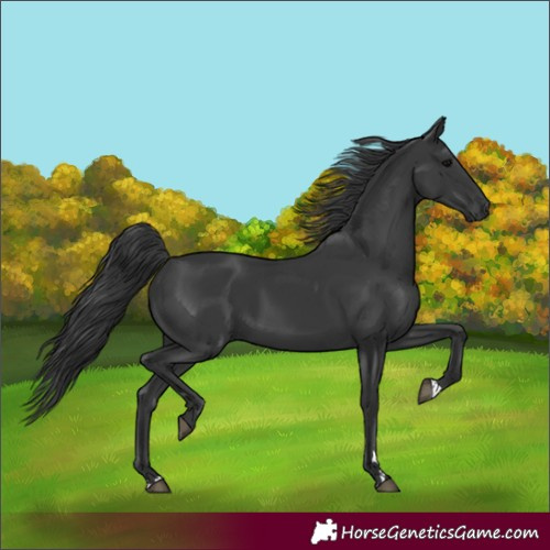 Horse Color:Black 