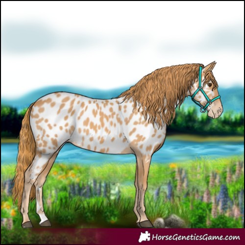Horse Color:Chestnut Appaloosa