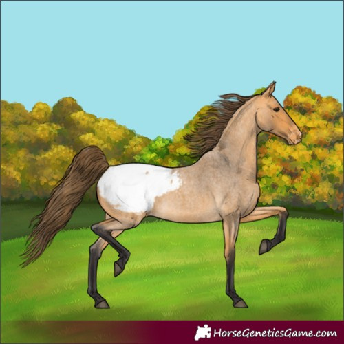 Horse Color:Buckskin Roan Appaloosa 