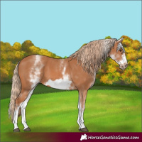 Horse Color:White Spotted Chestnut Frame