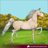 Horse Color:Palomino Pearl Splash