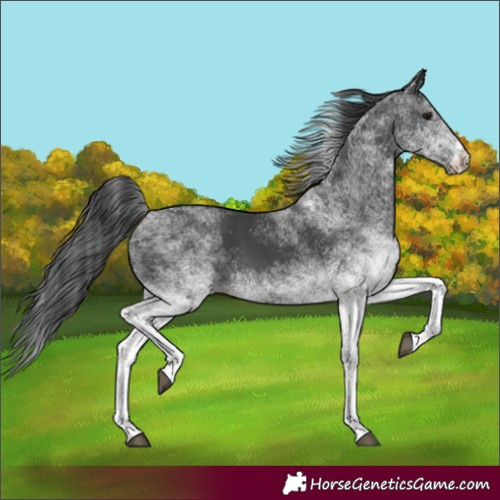 Horse Color:White Spotted Black 