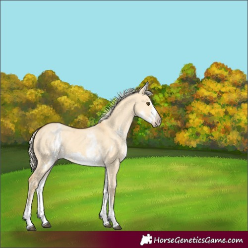 Horse Color:White Spotted Palomino Dun Frame 