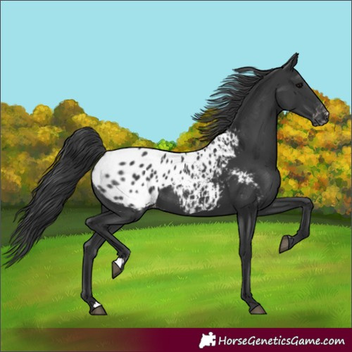 Horse Color:Black Blanket